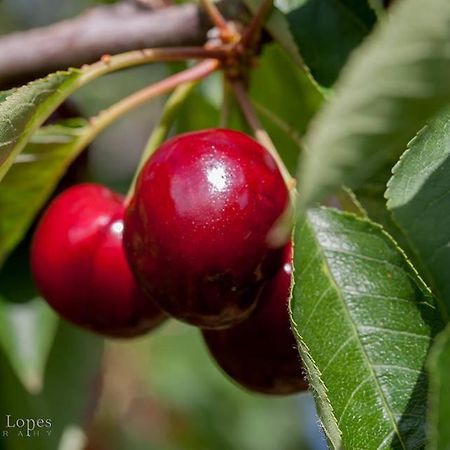 Casa Tita Βίλα Lavacolhos Εξωτερικό φωτογραφία